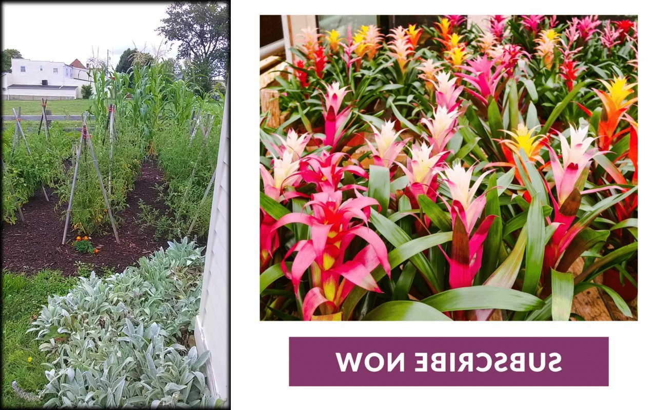 mywirelesscoupons garden