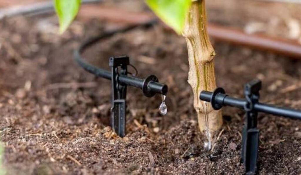 rain bird drip irrigation