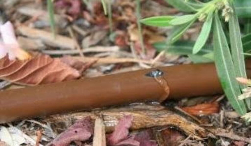 rain bird drip irrigation