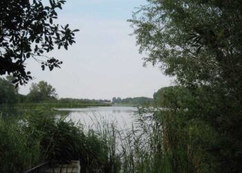 Lakede