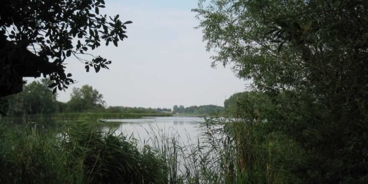Lakede
